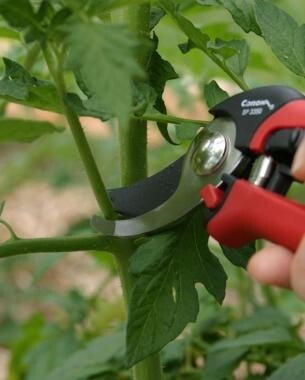 What is Pruning in plants? Why is it needed? - An essential gardening practice.